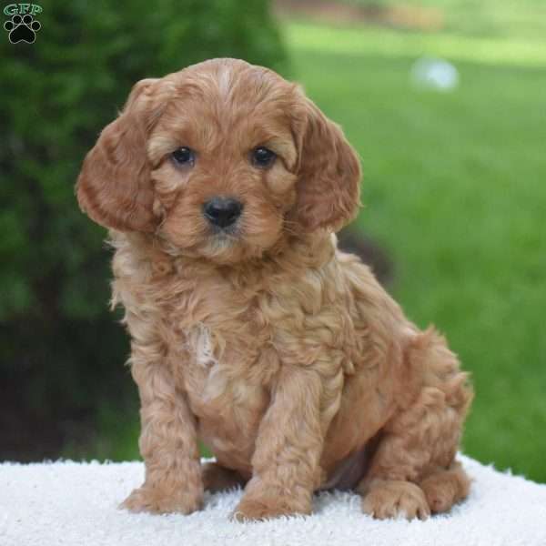 Magnus, Cavapoo Puppy